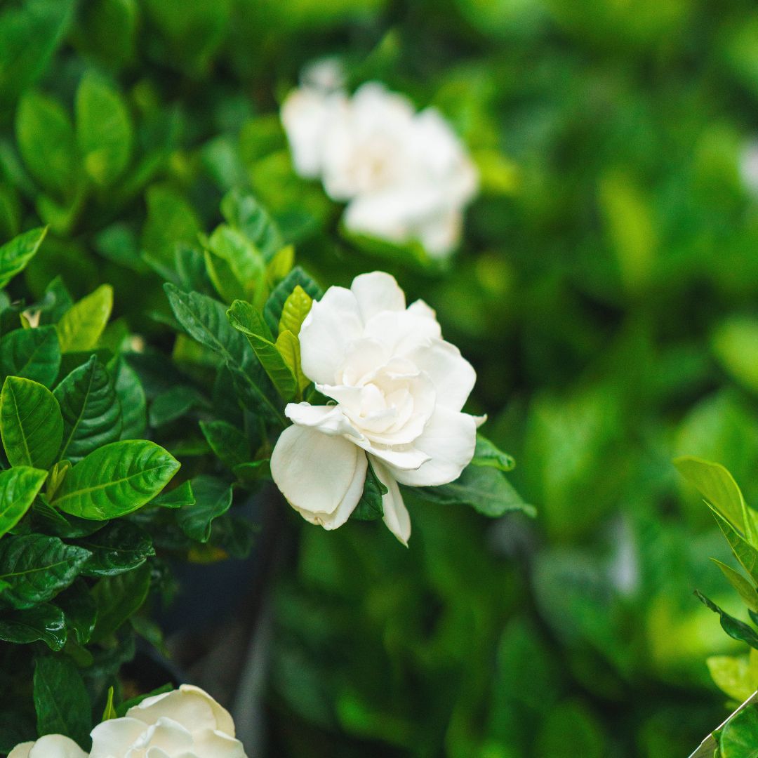 Gardenia Bush – 6″ Pot